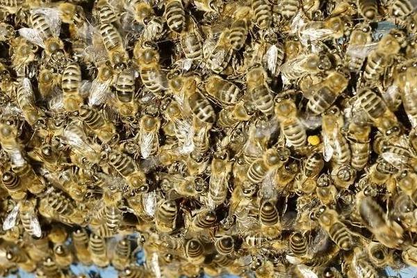 蜂群没有蜂王会怎么样，若一直没有蜂王补充新蜂存活不了多久