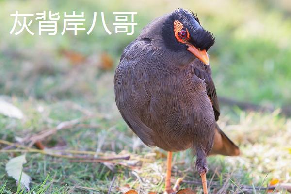 八哥是不是保护动物，野生八哥是保护动物