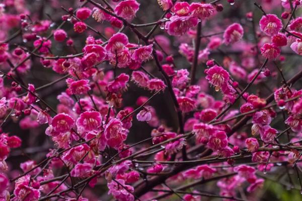 什么是梅花，属于蔷薇目、蔷薇科落叶小乔木