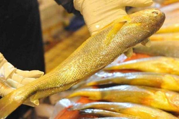 宁波小黄鱼的价格，单尾重量会影响到售价