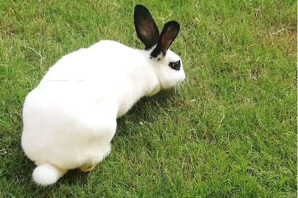 熊猫兔爱吃什么食物，胡萝卜、红薯、洋白菜都爱吃