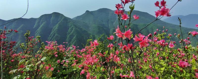 杜鹃花的寓意，有鸿运高照之意