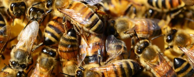 中蜂蜂王冬季死亡后如何处理，需及时为蜂群介入新蜂王