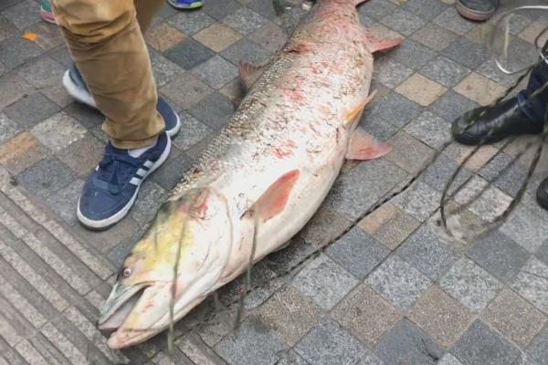 鳡鱼是什么鱼，是掠食性鱼类