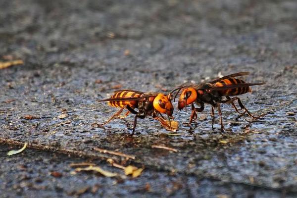 地雷蜂是什么蜂，是对某些大型胡蜂的俗称