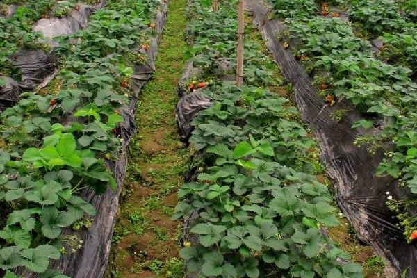 四季草莓种植技术，一般在春季或秋季栽植