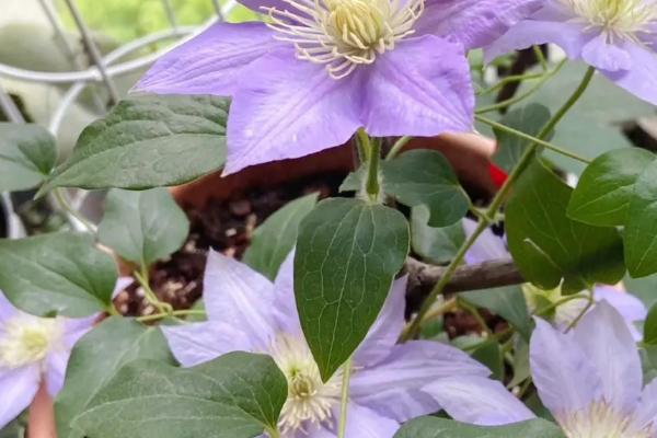 铁线莲怎么修剪，开花后可剪除花梗和残花