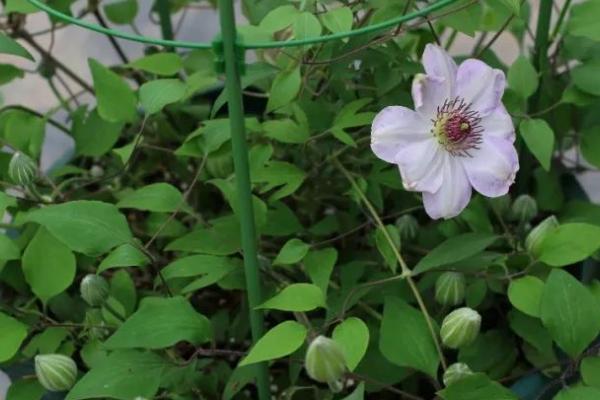 铁线莲怎么修剪，开花后可剪除花梗和残花