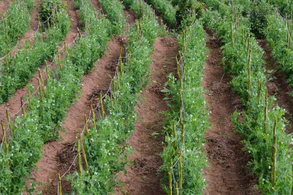 豌豆的高产种植技术，一般采用穴播或者条播的方式