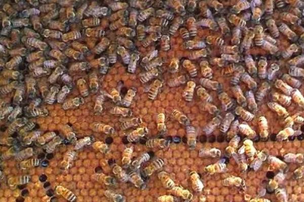 养殖蜜蜂的好处，具有投资小、效益高、管理简单等优点