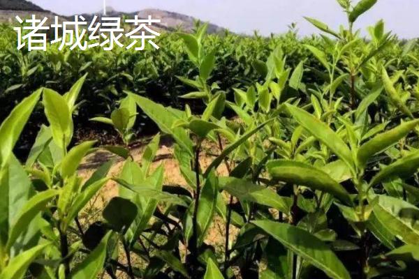 山东潍坊的特产，诸城绿茶是中国国家地理标志产品