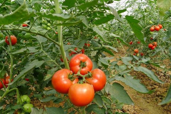 番茄长了不定根的原因，施肥不当或水分过量都会导致