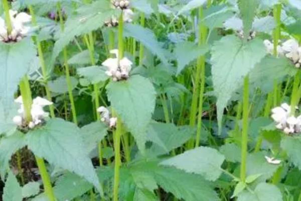 什么是野芝麻，属于唇形科、野芝麻属草本植物