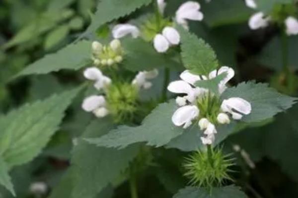 什么是野芝麻，属于唇形科、野芝麻属草本植物