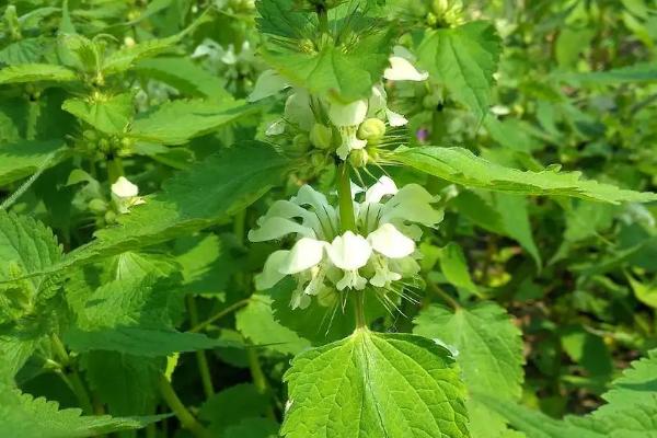 什么是野芝麻，属于唇形科、野芝麻属草本植物