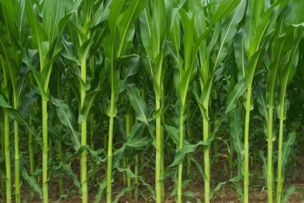 MC238玉米种简介，种植密度每亩4500株左右