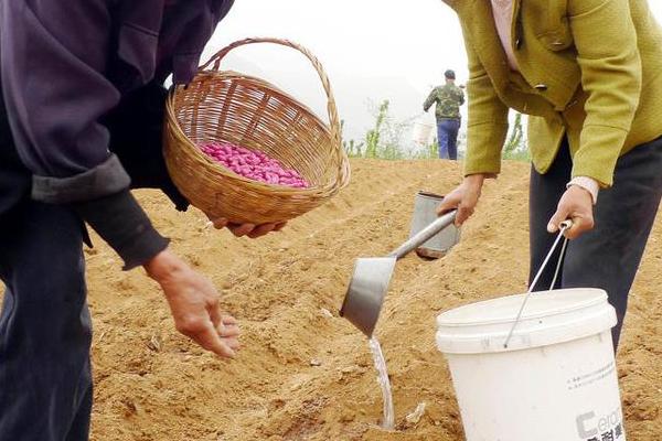 花生高产栽培技术，掌握这5个要点