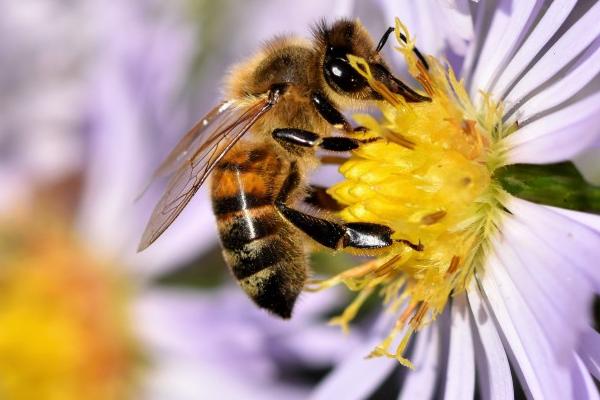 蜜蜂的基础认知，属于社会性群居昆虫