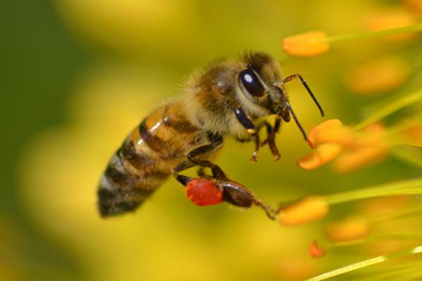 蜜蜂的基础认知，属于社会性群居昆虫