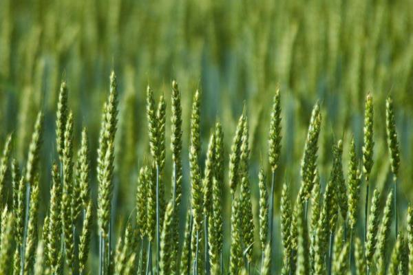 石麦33小麦种子介绍，该品种属半冬性中早熟节水品种
