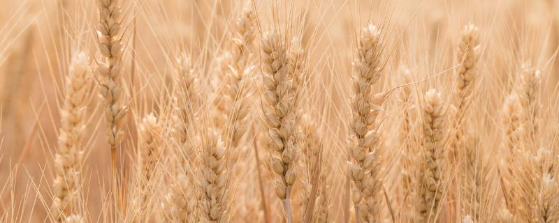 长6213小麦品种的特性，生育期243天
