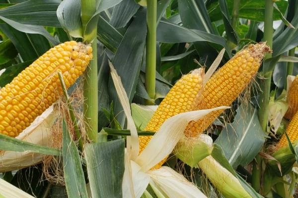 赤单610玉米种简介，密度4500—5000株/亩