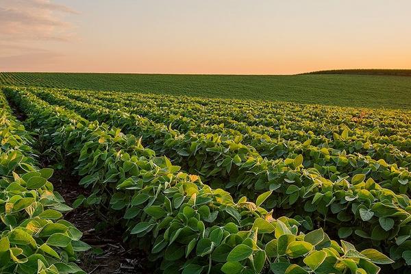 蒙豆170大豆种子特点，中低肥力地块亩保苗1—3万株