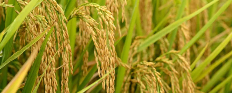兴粳12号水稻品种的特性，粳型常规水稻品种