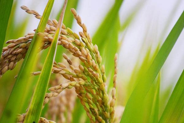 苗稻38水稻种子简介，粳型常规种水稻品种