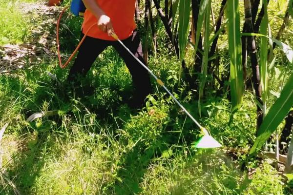 对甘蔗使用除草剂的误区，不能盲目用药、大风大雨天气不能用药