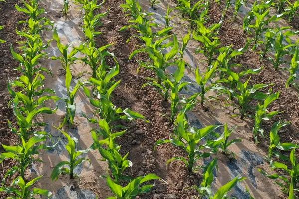 紫金嘉钰605玉米种子特征特性，适宜在肥力中上等的地块种植