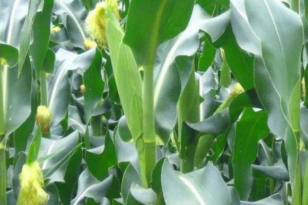 铁泉3811玉米种子介绍，适宜在肥力中上等的地块种植