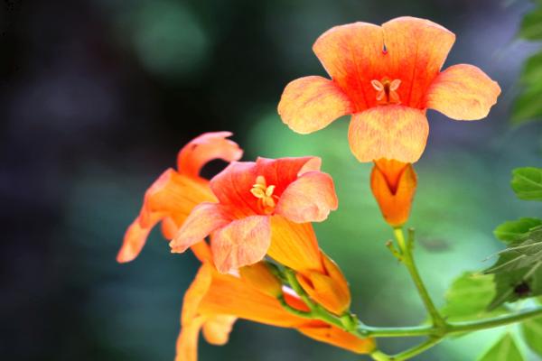 什么是凌霄花，属于紫葳科、凌霄属植物