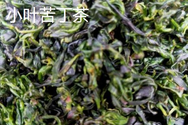 苦丁茶的种类，分为大叶苦丁茶和小叶苦丁茶