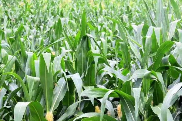 鑫功11玉米品种的特性，中等肥力以上地块栽培