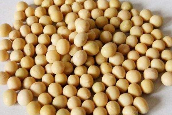 吉农235大豆种子特征特性，8月中旬及时防治大豆食心虫
