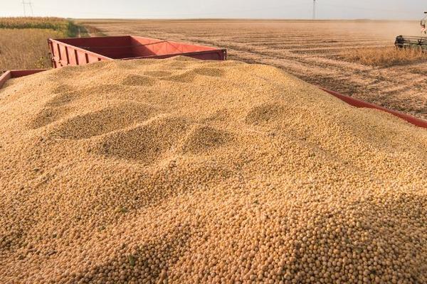 长农301大豆种子特点，出苗至成熟平均130天