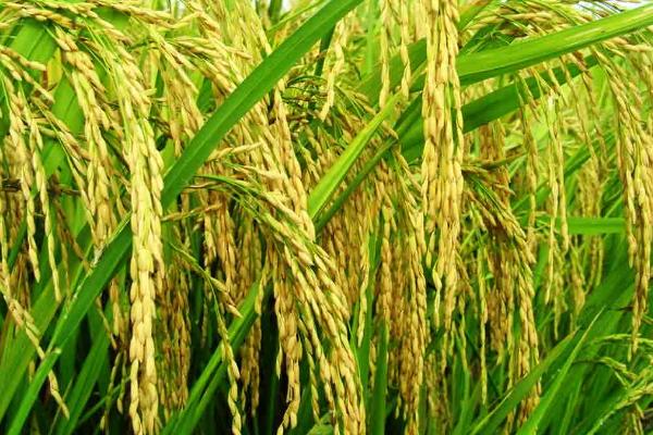 莲汇6922水稻品种的特性，该品种主茎11片叶