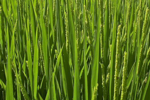 中盛5号水稻种子介绍，该品种主茎11片叶