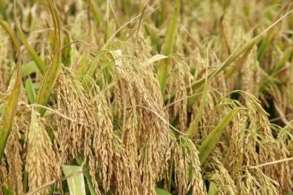 育龙80水稻种子特点，该品种主茎11片叶