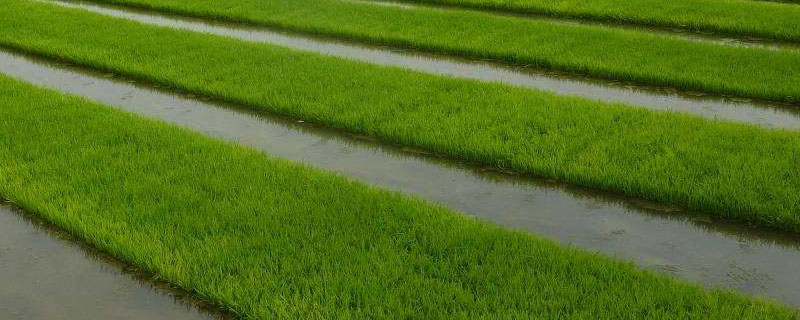亿源3水稻品种简介，普通粳稻品种