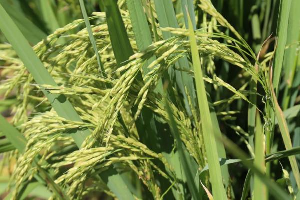 瑞丰187水稻种简介，普通粳稻品种