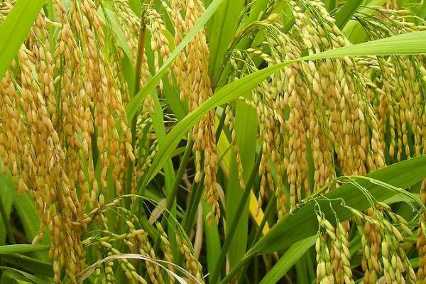 龙庆稻55水稻种子介绍，在适应区播种期4月12日