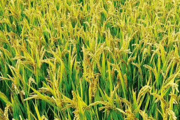 龙庆稻55水稻种子介绍，在适应区播种期4月12日