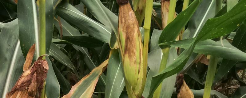 A31玉米种子特点，在适应区5月1日左右播种