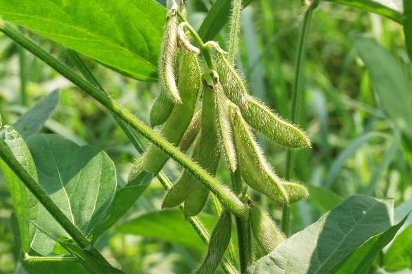 浙鲜28大豆种子特点，该品种有限结荚习性