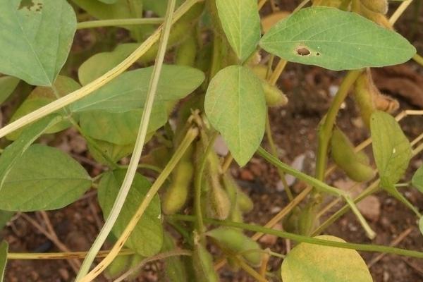 德顺32号大豆种子特点，该品种为亚限结荚习性