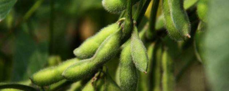 德顺32号大豆种子特点，该品种为亚限结荚习性