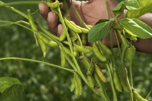 龙豆27大豆种子简介，在适应区5月上旬播种