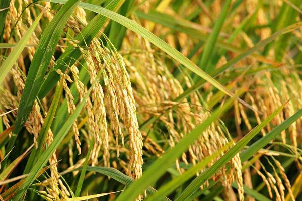 育龙84水稻种子简介，普通粳稻品种